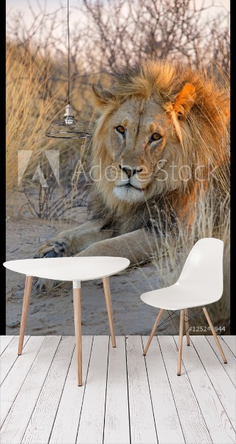 Bild på Big male African lion Panthera leo in early morning light Kalahari desert South Africa